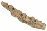 Fossil Mosasaur (Tylosaurus) Jaw - Kansas #197476-1